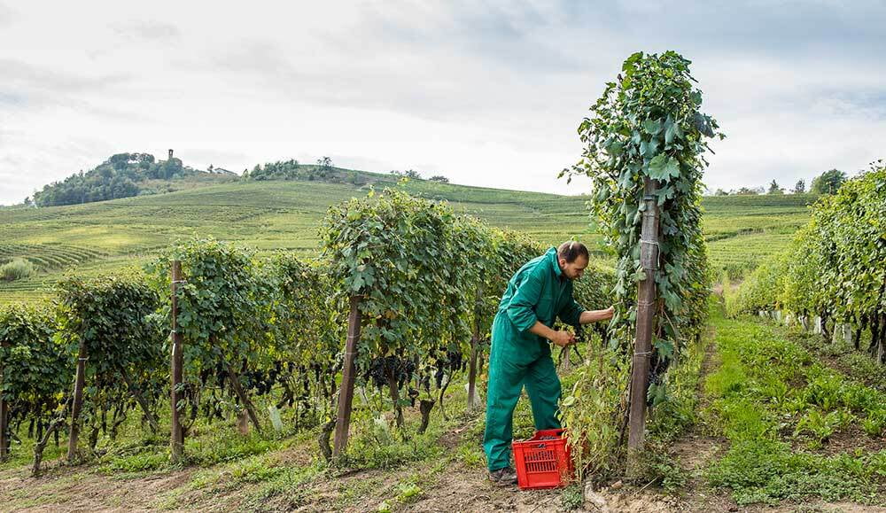 Diego Morra Barolo Monvigliero Mantenere